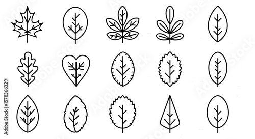 Botanical leaves showcasing diverse foliage, representing nature's variety, highlighting environmental beauty and organic shapes in line art