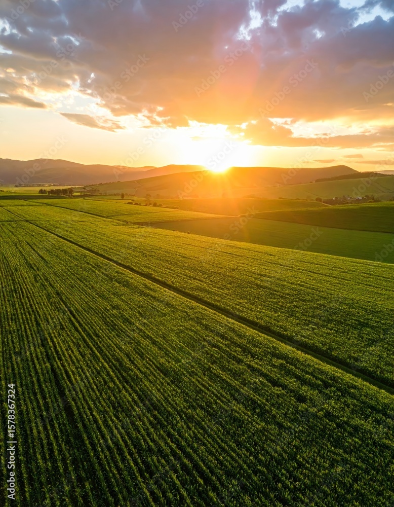 Obraz premium Aerial sunset view of green crop fields. Golden sun above horizon, dramatic sky