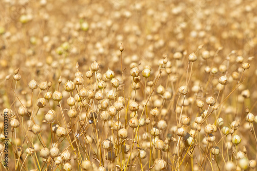 Capsules of dry flax seeds on a field. Ripe dry flax (Linum) plants before harvesting.