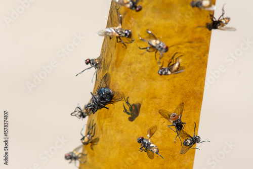 Many houseflies (Musca domestica) caught on sticky tape. Protection from harmful insects.