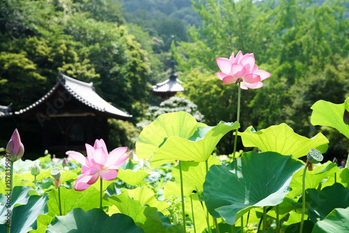 三室戸寺の蓮花