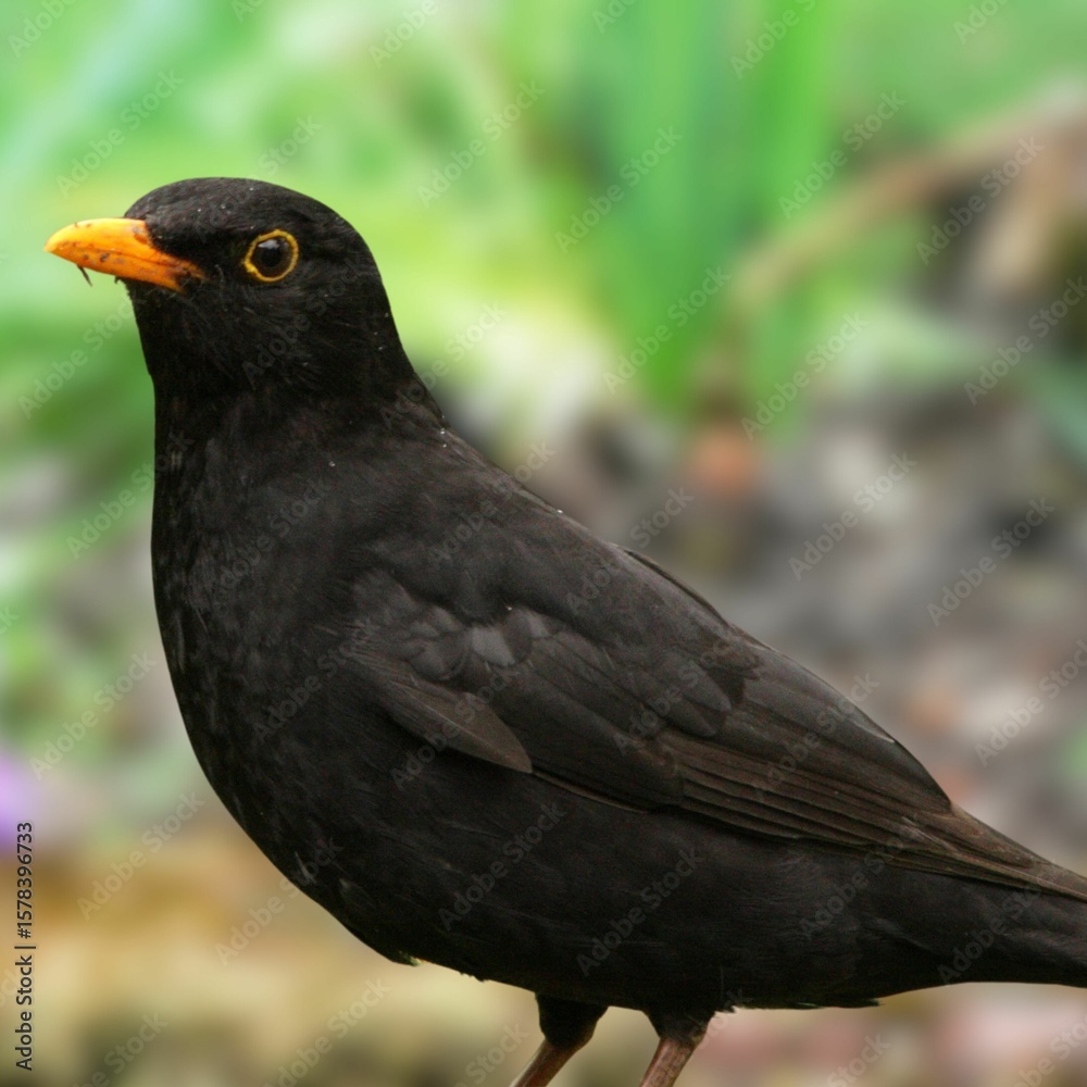 Obraz premium Common Blackbird (Turdus merula) Perched on Branch – European Songbird in Natural Habitat