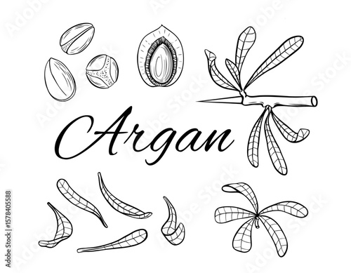 Argan tree parts. Hand drawn vector illustration. Cosmetic plant parts isolated on white background.