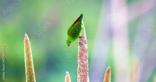 Red-Billed Balance: Vernal Hanging Parrot Feeding
