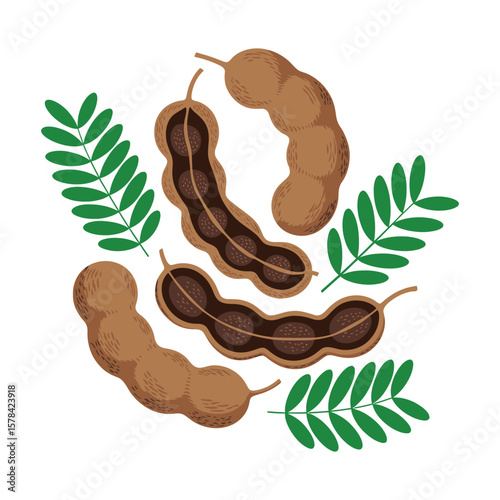 Sweet and Tangy Tamarind A Visual Guide to the Fruit, Pods, and Leaves