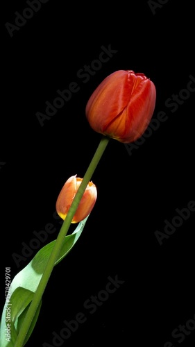 Vertical Timelapse of Two Pink Tulips Blooming on Black Background