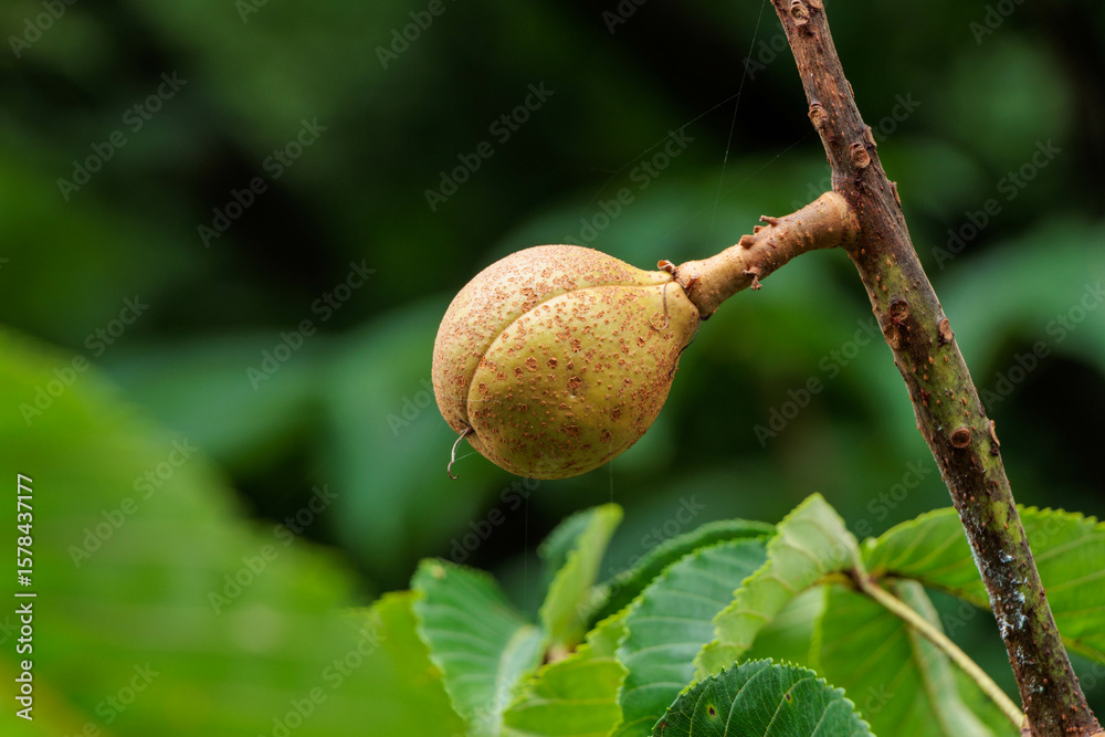 Obraz premium 木に実ったトチノキの実