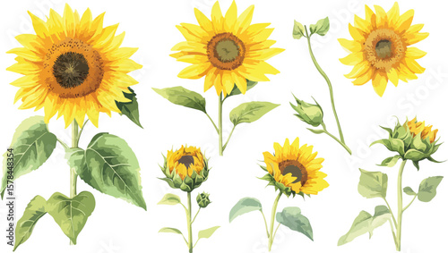 Watercolor sunflowers with leaves and buds isolated on white background vector illustration