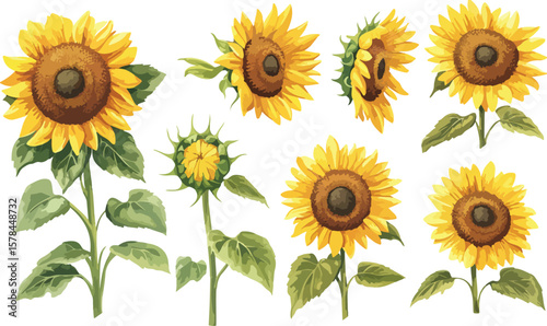 Watercolor Sunflower Border with Buds and Leaves on White Background