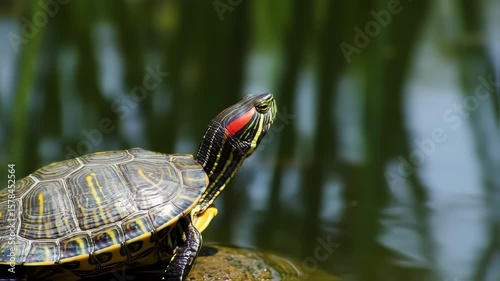 Closeup of a Painted Turtle Sitting on a Rock in a Freshwater Pond with Reflections