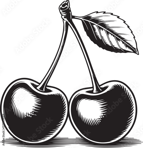Pair of Cherries Illustration