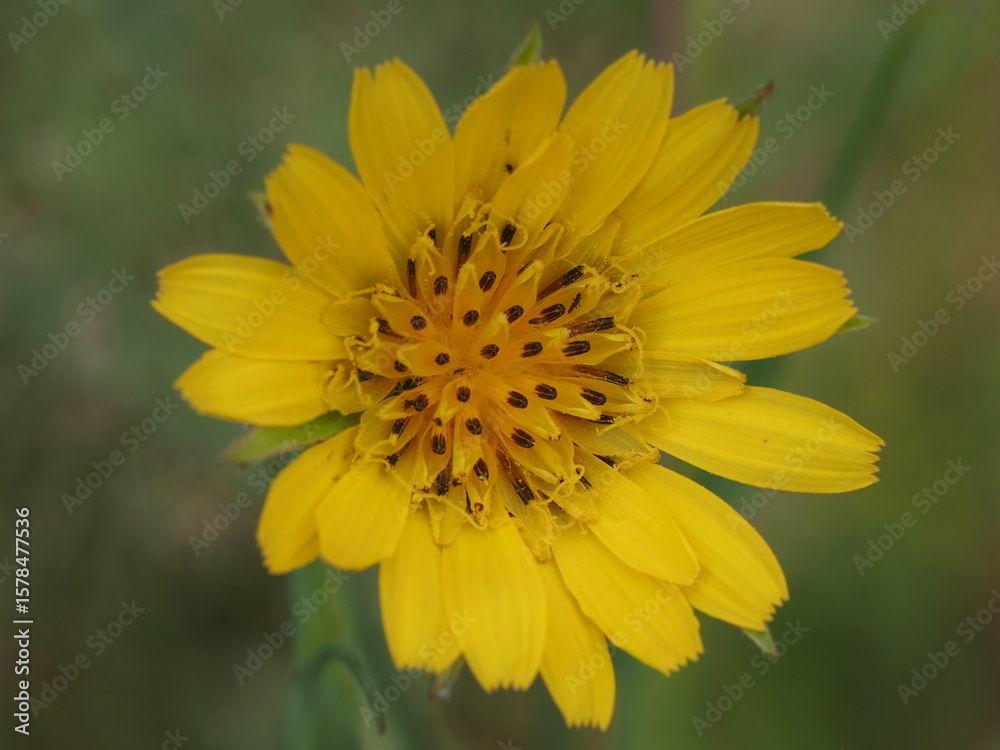Obraz premium Salsifies (Tragopogon)