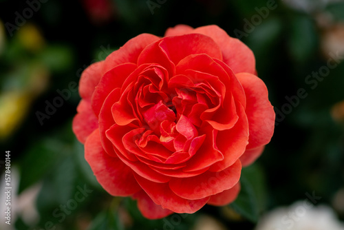 Top view, close up. Red rose is blooming.