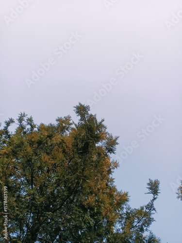 Tree Canopy Against a Clear, Hazy Sky