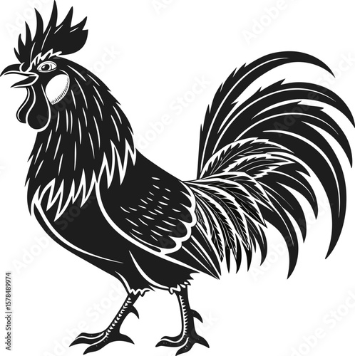rooster isolated on white