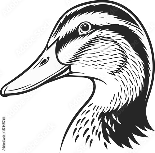 black and white duck