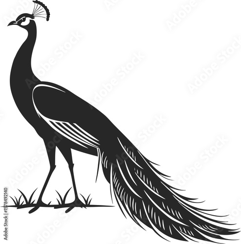 peacock vector illustration