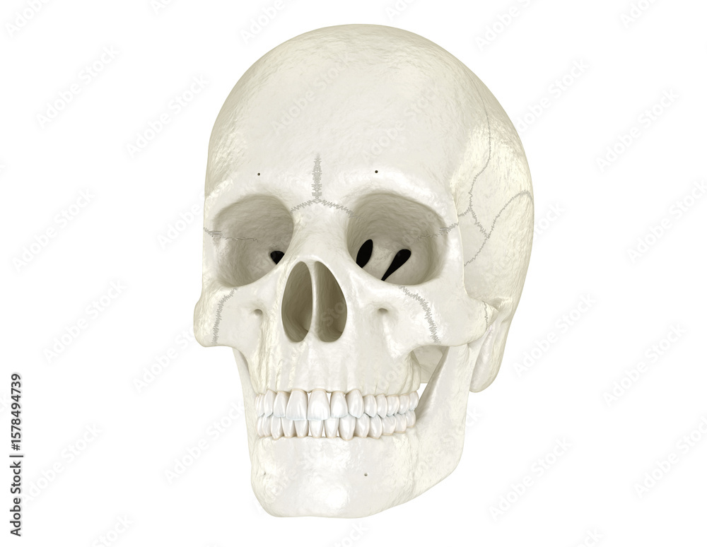 Obraz premium Human skull, Dental 3D illustration