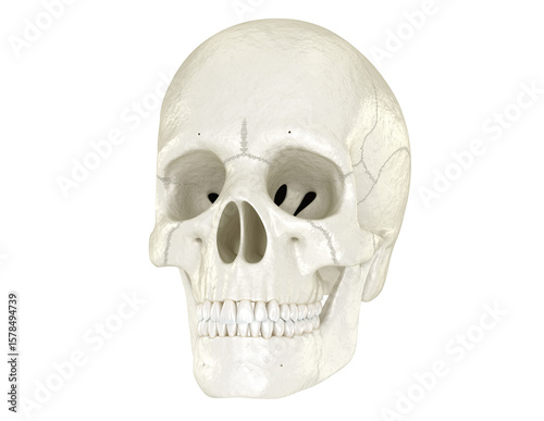 Human skull, Dental 3D illustration