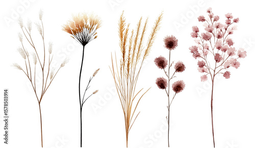 Watercolor illustration of dried flowers and pampas grass isolated on transparent background