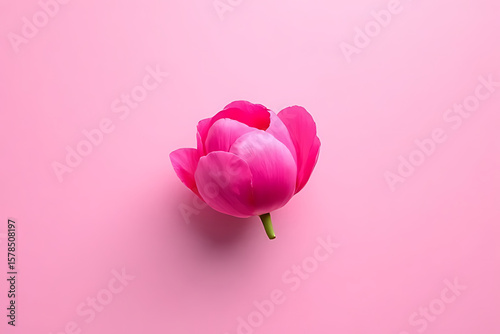 Single vivid pink peony floating on gradient background with artistic lighting, ample blank space for text overlay