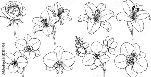 Set of hand drawn botanical flowers line art vector. Collection of black white contour drawing of rose, lily, orchid flowers. Design illustration for print, logo, cosmetic, poster, card, branding. 