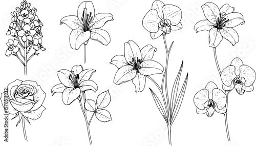 Set of hand drawn botanical flowers line art vector. Collection of black white contour drawing of rose, lily, orchid flowers. Design illustration for print, logo, cosmetic, poster, card, branding. 