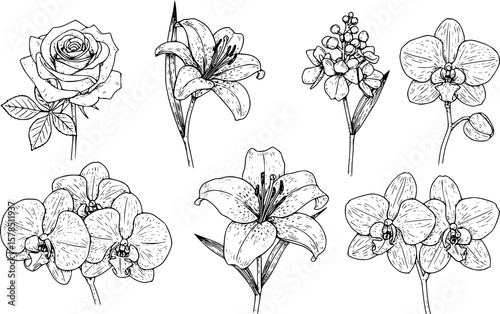Set of hand drawn botanical flowers line art vector. Collection of black white contour drawing of rose, lily, orchid flowers. Design illustration for print, logo, cosmetic, poster, card, branding. 
