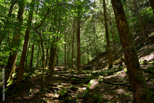 川苔山の登山道