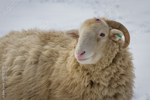 Sheep in deep snow