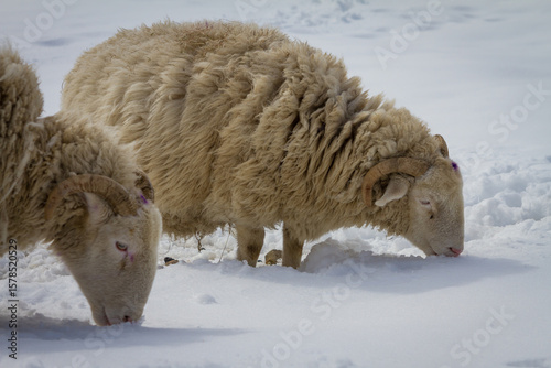 Sheep in deep snow