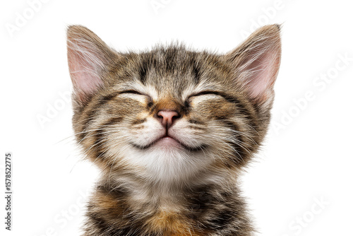 Close up of smiling tabby kitten with closed eyes isolated on transparent background