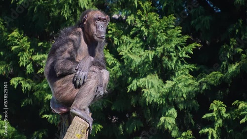 Close up of chimpanzee head resting on top of a tree trunk and watching around on a sunny day
