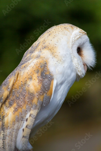 Barn owl