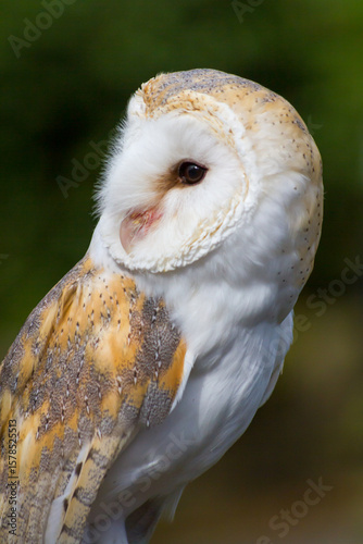 Barn owl