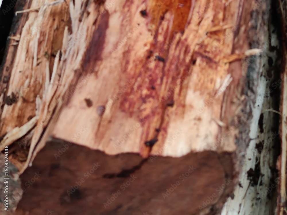 Fototapeta premium Close-Up of a Tree's Bared Bark Showing Textures and Natural Patterns