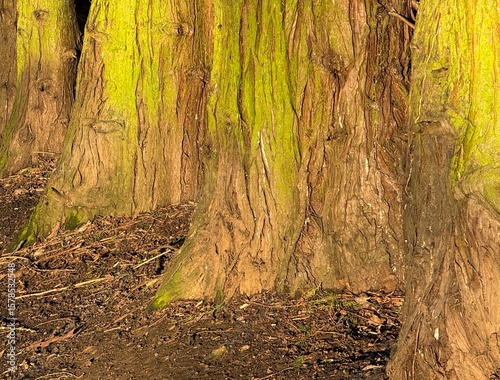 Tree trunk with light green algae on bark background