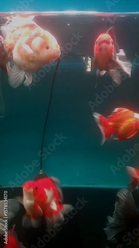 goldfish in aquarium