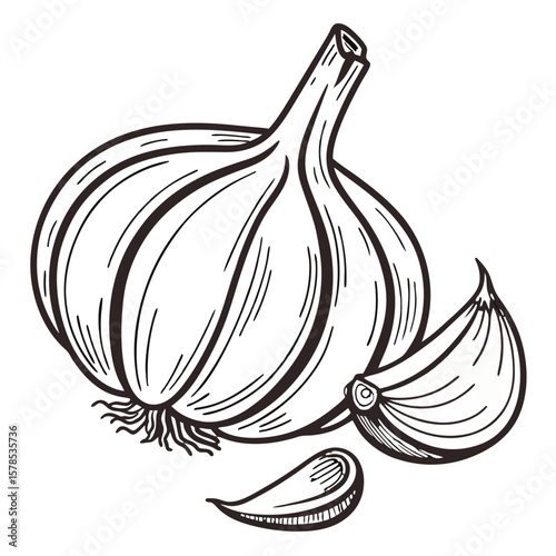 Garlic Bulb with Cloves Visible, Hand-Drawn Illustration. Perfect for: Vampire-themed Halloween, Italian food fairs