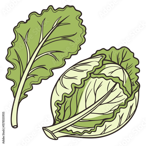 Lettuce and Cabbage Leaves, Hand-Drawn Vegetables on Transparent Background. Perfect for: Spring menus, detox diet campaigns
