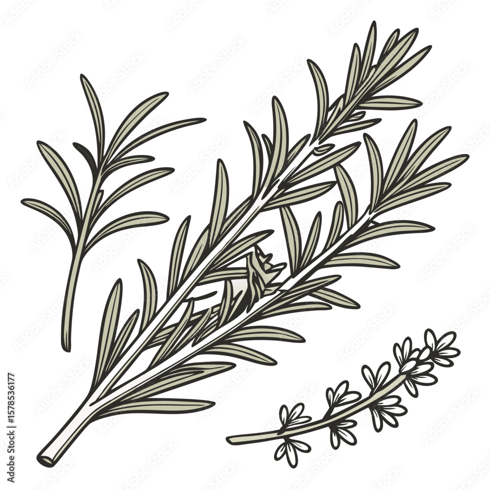 Naklejka premium Rosemary and Thyme Herb Bundle with Leaf Details, Hand-Drawn Illustration. Perfect for: Christmas dinners, herbal markets, cooking shows