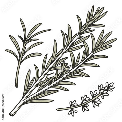 Rosemary and Thyme Herb Bundle with Leaf Details, Hand-Drawn Illustration. Perfect for: Christmas dinners, herbal markets, cooking shows