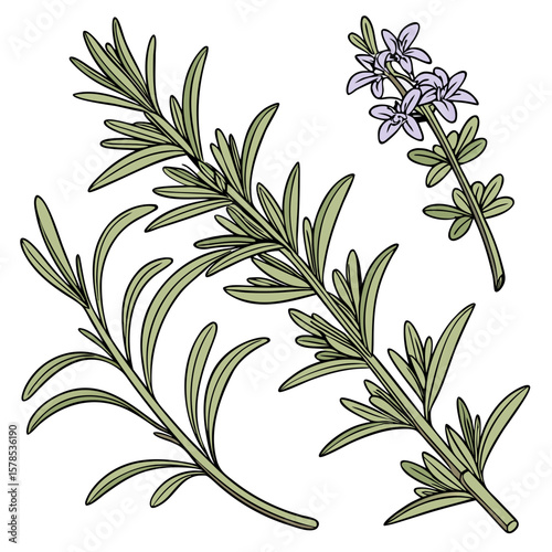 Rosemary and Thyme Herb Bundle with Leaf Details, Hand-Drawn Illustration. Perfect for: Christmas dinners, herbal markets, cooking shows
