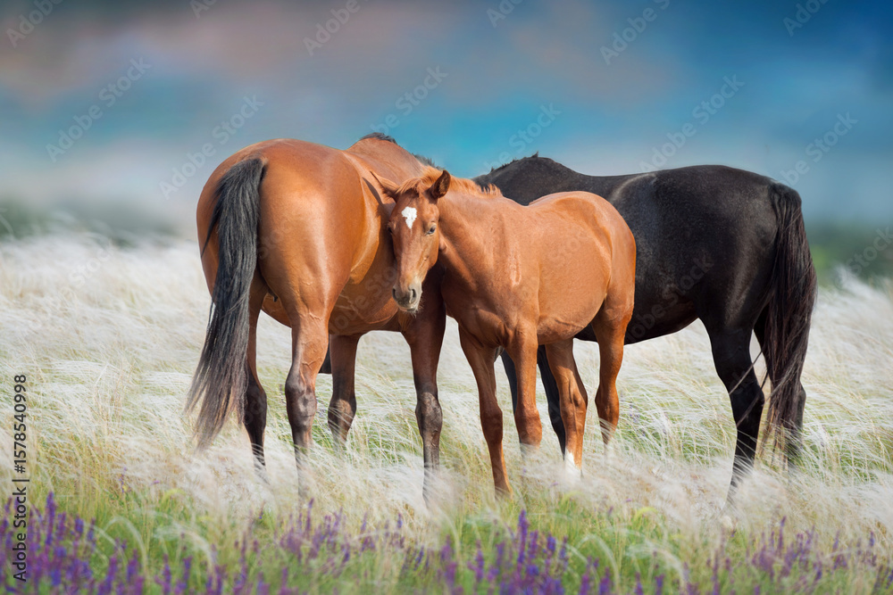 Fototapeta premium Mare with foal in flowers