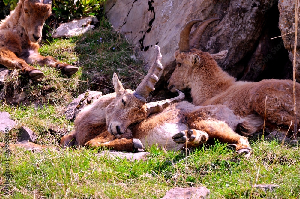 Fototapeta premium Alpine ibex (Capra ibex) in the French Alps - wildlife behavior and alpine nature