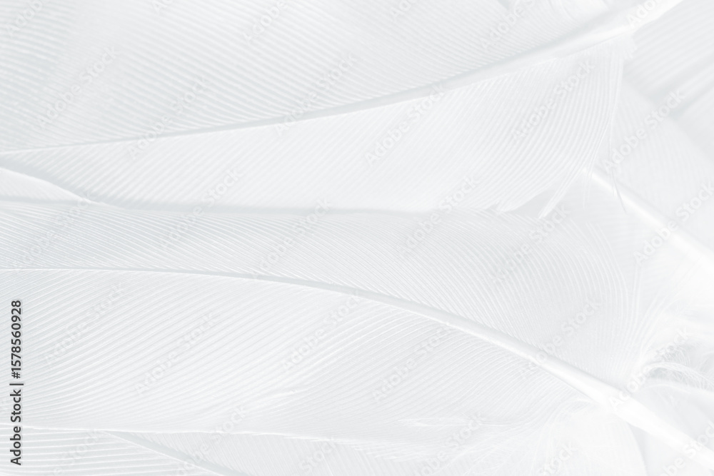 Obraz premium Gray white feather wooly pattern texture background