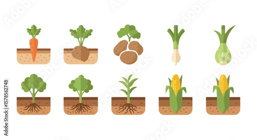 Vegetable Garden Icons: Carrot, Potato, Leek, Onion, Broccoli, Corn