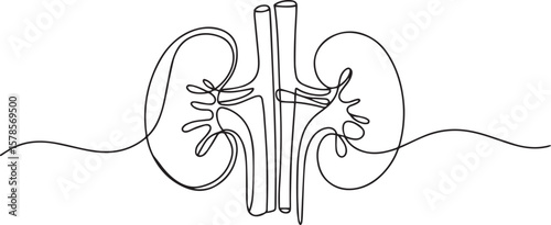  continuous line drawing of human kidneys with ureters and renal vessels in anatomical illustration
