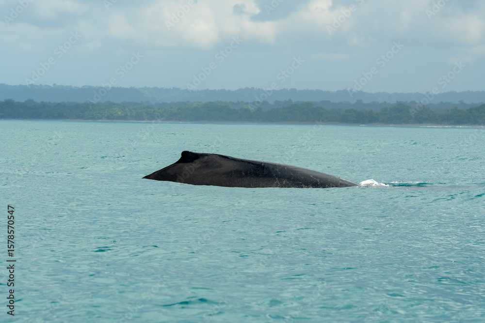 Fototapeta premium Humpback whale (Megaptera novaeangliae), showing its back on the Pacific coast of Corcovado National Park, Costa Rica