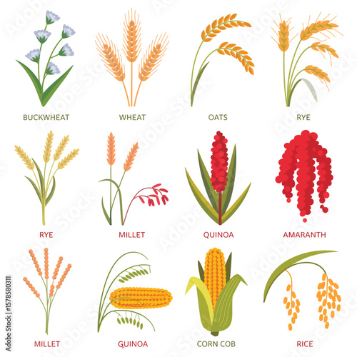 Collection of Different Types of Grains and Cereals